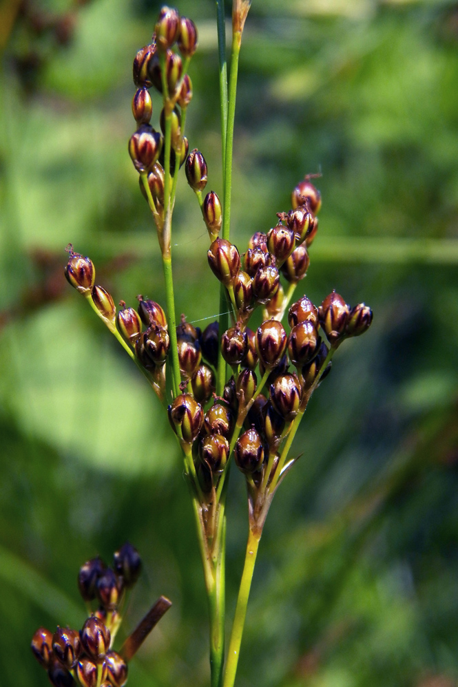 Image of Juncus gerardi specimen.