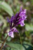 Dactylorhiza psychrophila. Соцветие. Мурманская обл., Кольский р-н, побережье Подпахтинской губы, приморский луг. 01.08.2017.