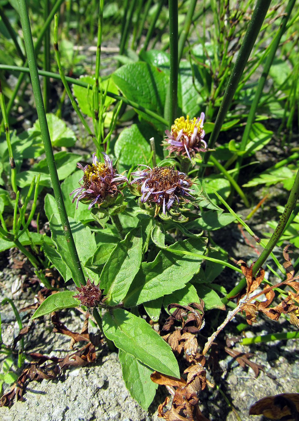 Image of Aster sibiricus specimen.