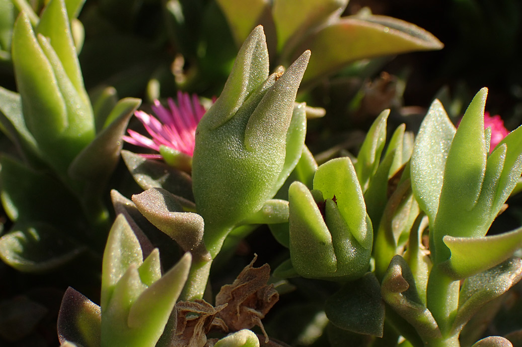 Image of Aptenia &times; vascosilvae specimen.