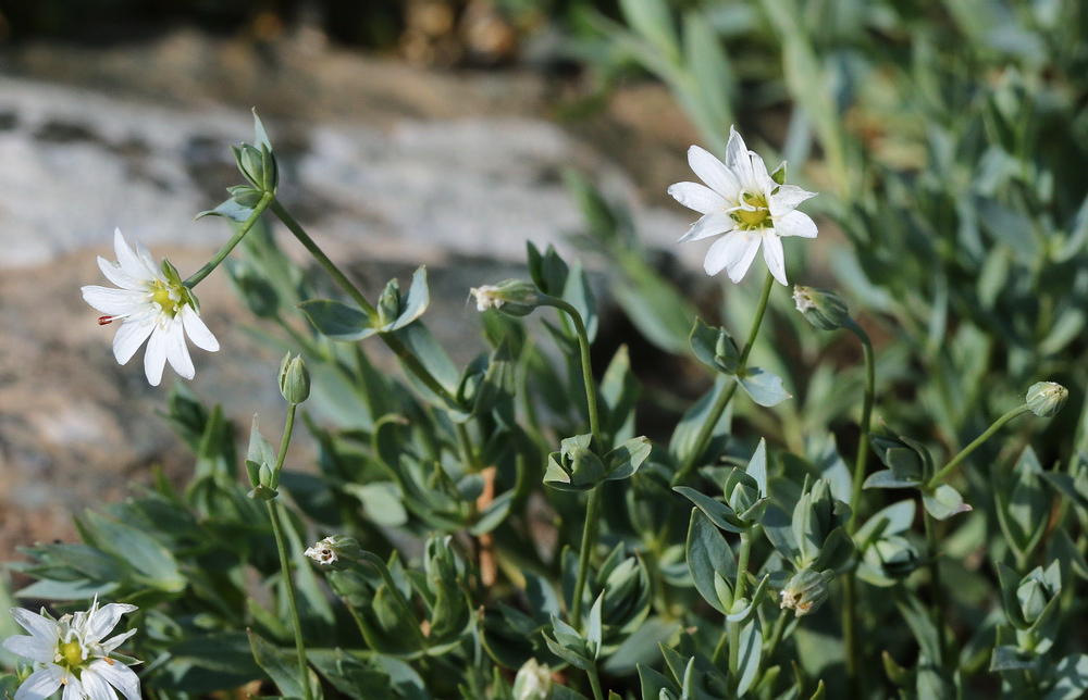 Image of Stellaria crassipes specimen.