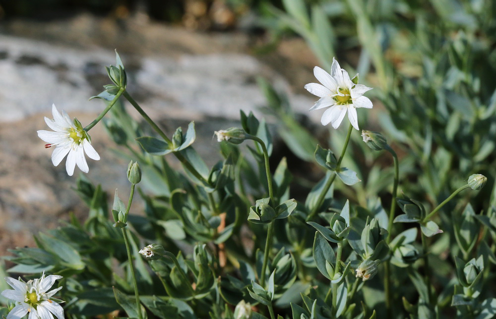 Изображение особи Stellaria crassipes.