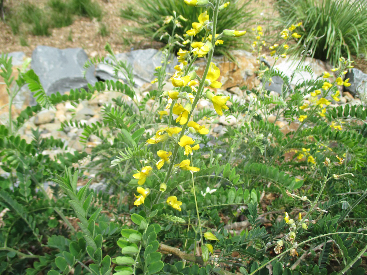 Изображение особи Sophora fraseri.