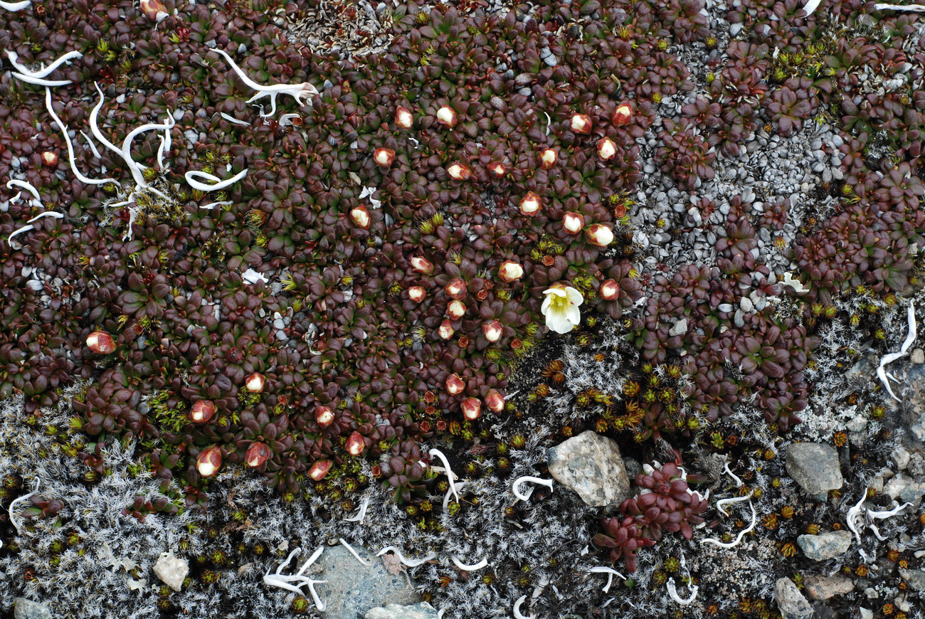 Image of Diapensia obovata specimen.