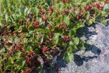 Salix herbacea