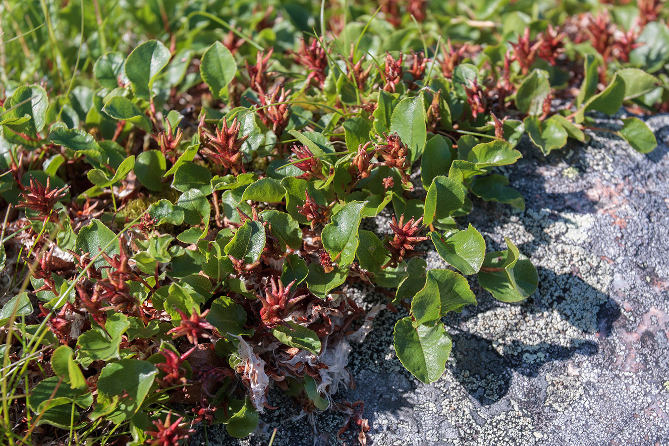 Image of Salix herbacea specimen.