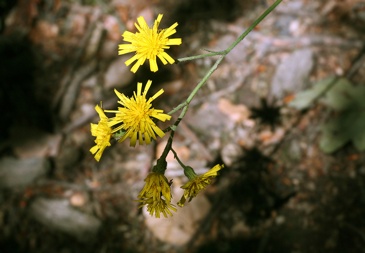 Image of Hieracium silvaticum specimen.