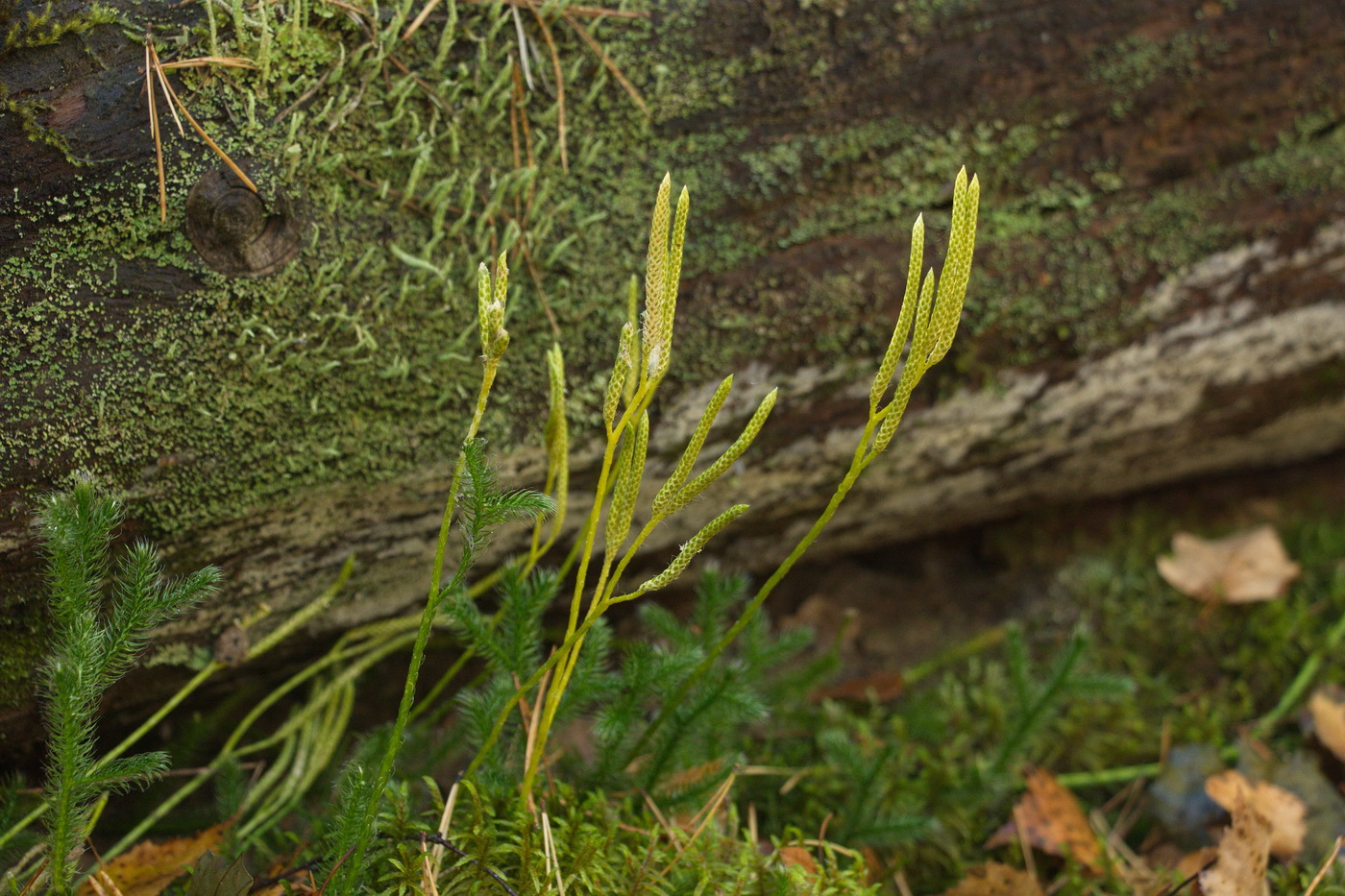 Изображение особи Lycopodium clavatum.