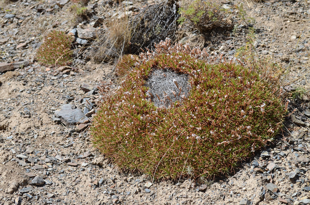 Image of Acantholimon litvinovii specimen.