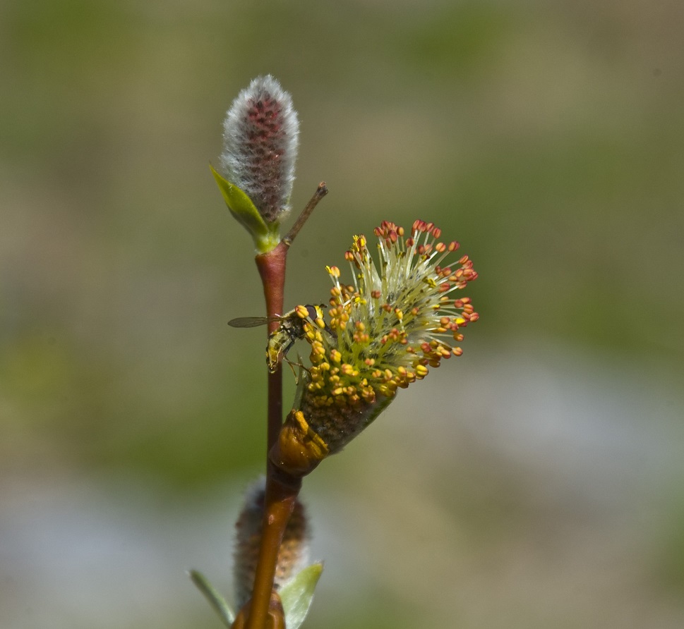 Image of genus Salix specimen.