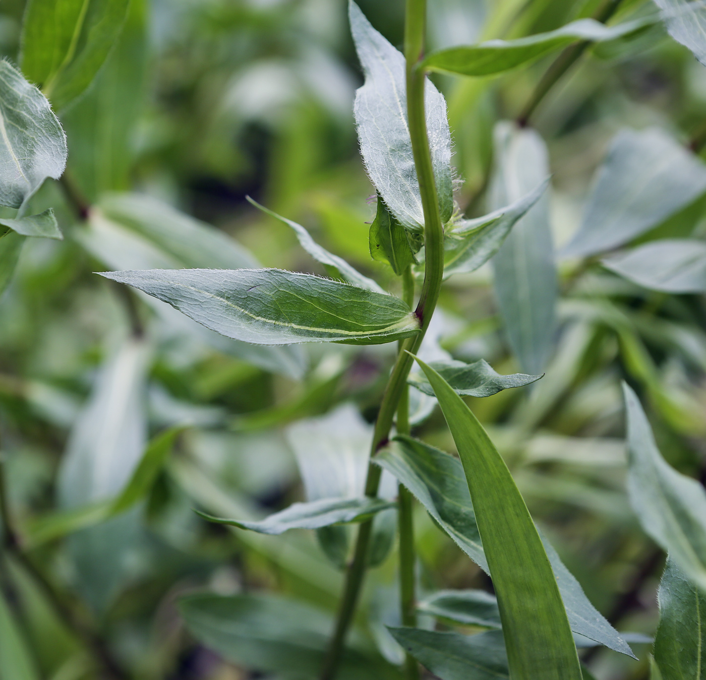 Image of Erigeron speciosus specimen.