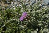 Saussurea ceterachifolia. Цветущее растение. Монголия, аймак Баян-Улгий, хребет Монгольский Алтай, хребет Тэшир-Хэрбэйн-Нуру, перевал Ачагардаг-Даба. 28.07.2008.