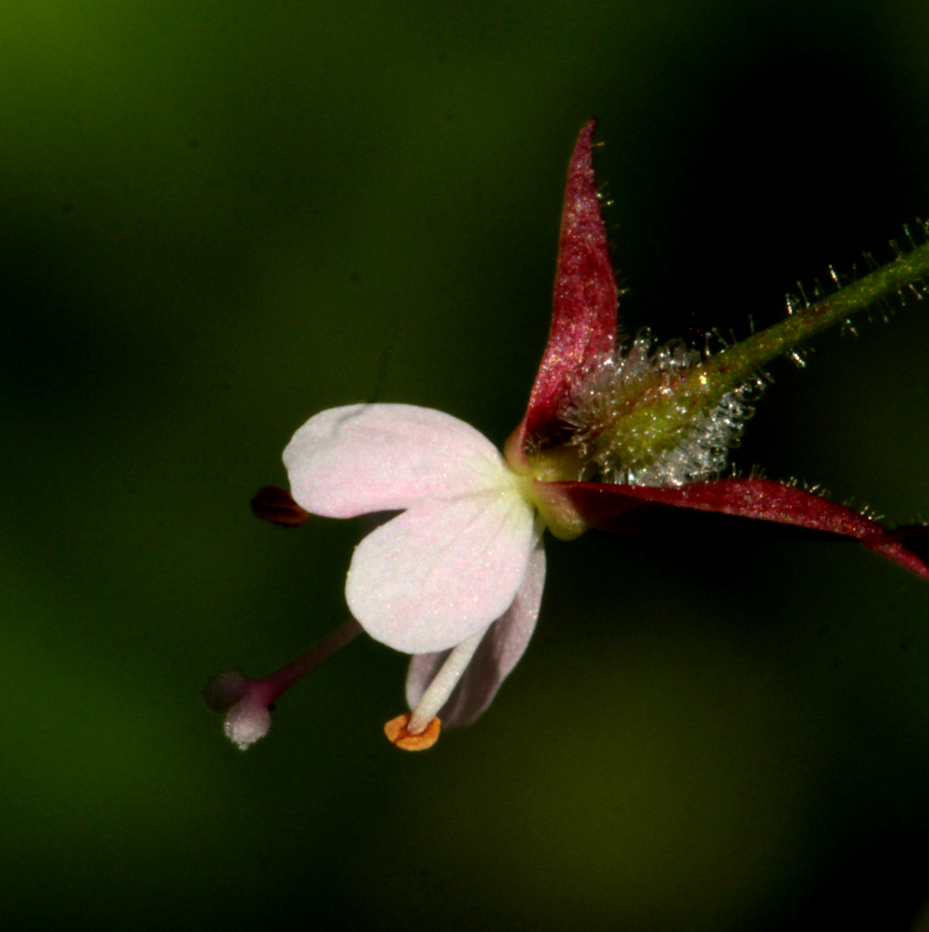 Изображение особи Circaea lutetiana ssp. quadrisulcata.