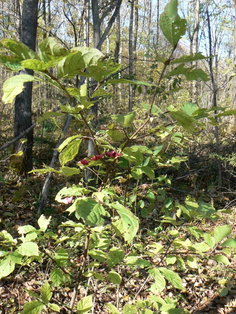 Изображение особи Euonymus macropterus.