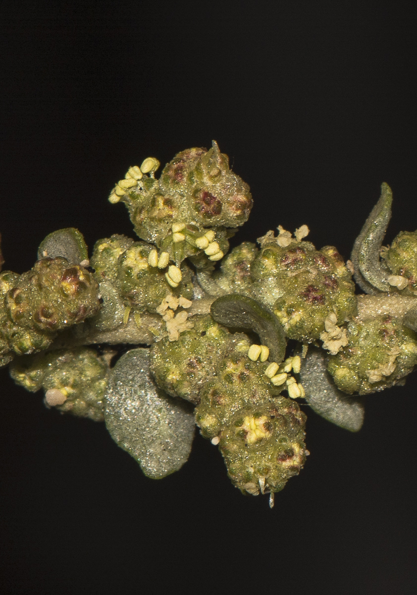 Image of Atriplex glauca specimen.