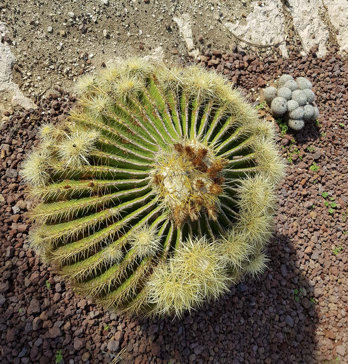 Изображение особи Echinocactus grusonii.