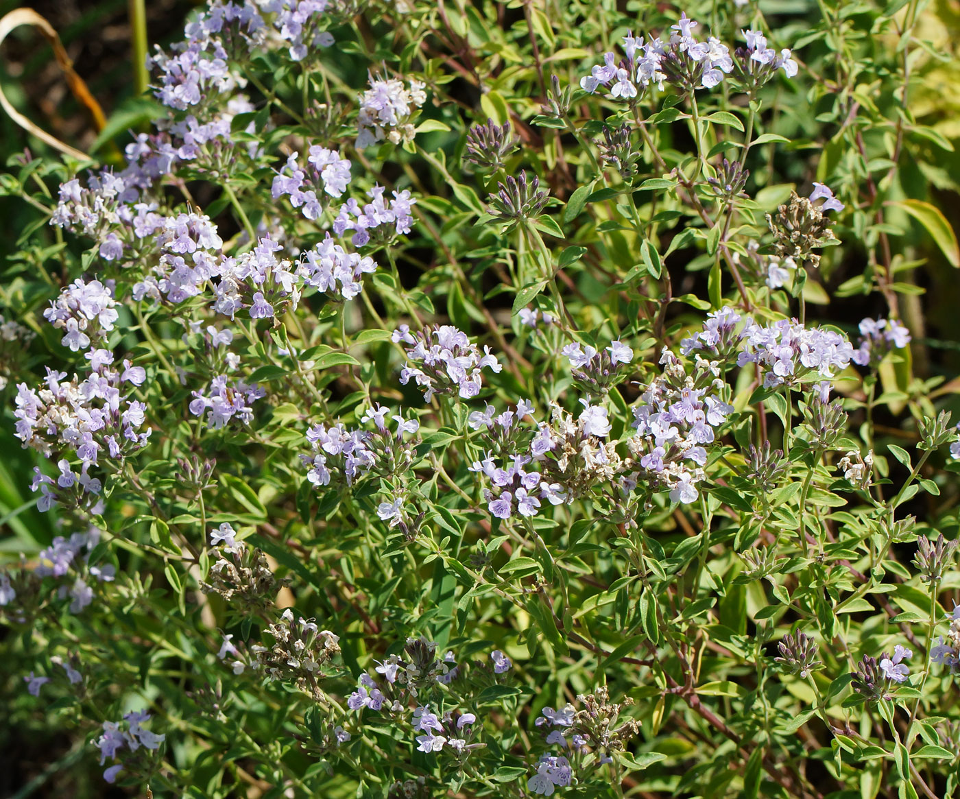 Image of Ziziphora clinopodioides specimen.