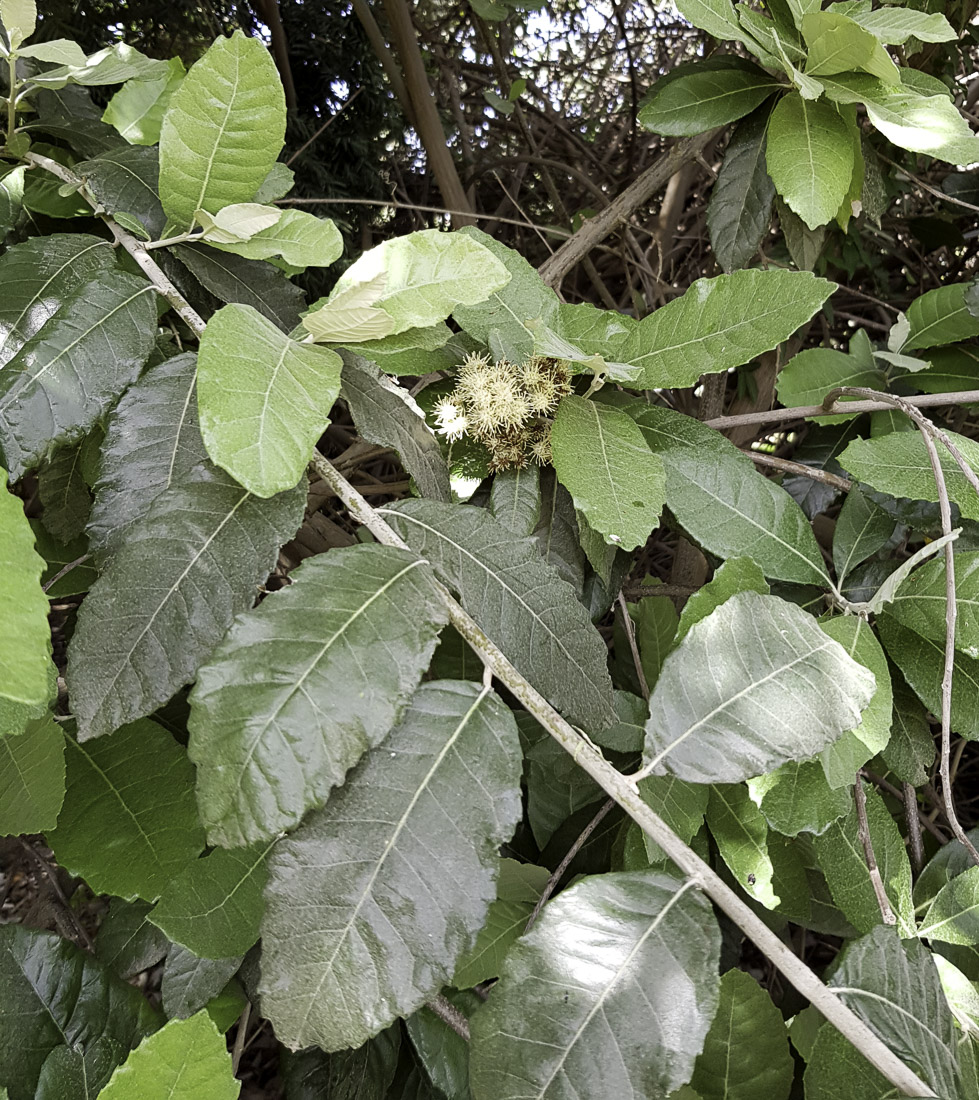 Изображение особи Brachylaena discolor.