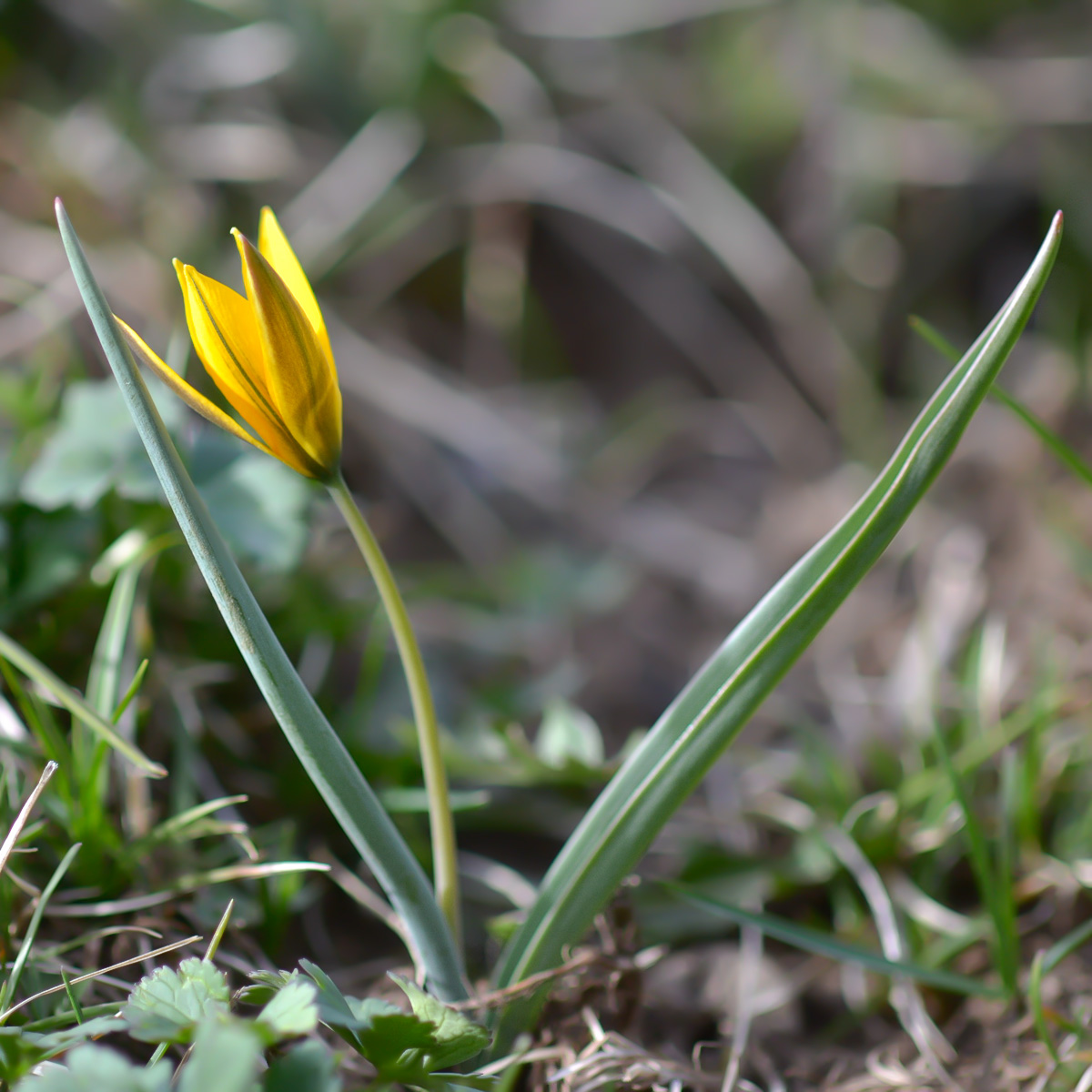 Image of Tulipa dasystemon specimen.