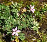 Erodium cicutarium. Цветущее растение на обочине дороги. Северная Осетия, нижняя часть Алагирского ущелья, окр. пос. Тамиск, у святилища Ныхасы-Настырджи. 07.05.2010.