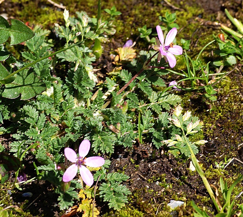 Изображение особи Erodium cicutarium.