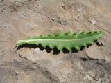 Cirsium glaberrimum. Прикорневой лист (вид на адаксиальную сторону). Южный Казахстан, Сырдарьинский Каратау, горы Улькунбурултау, ≈ 700 м н.у.м., у солоноватого родника Карабастау. 21 сентября 2017 г.