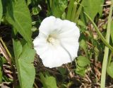 Calystegia sepium