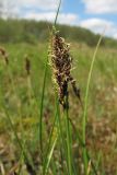 Carex disticha. Верхушка цветущего растения. Нидерланды, провинция Drenthe, Langelo, заказник Broekland, заболоченный луг на выходах грунтовых вод. 5 мая 2010 г.