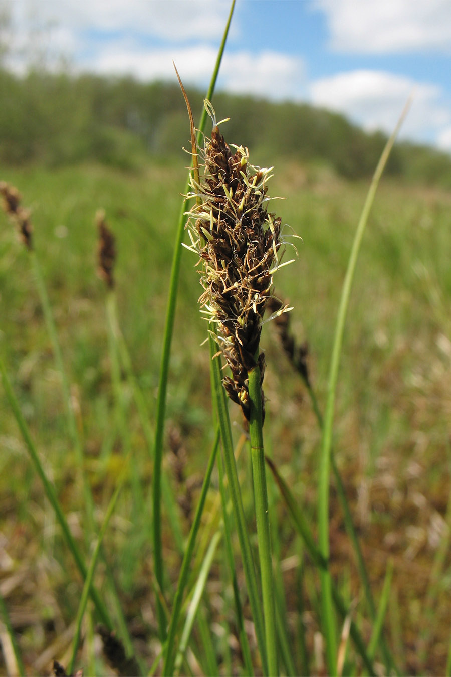 Изображение особи Carex disticha.