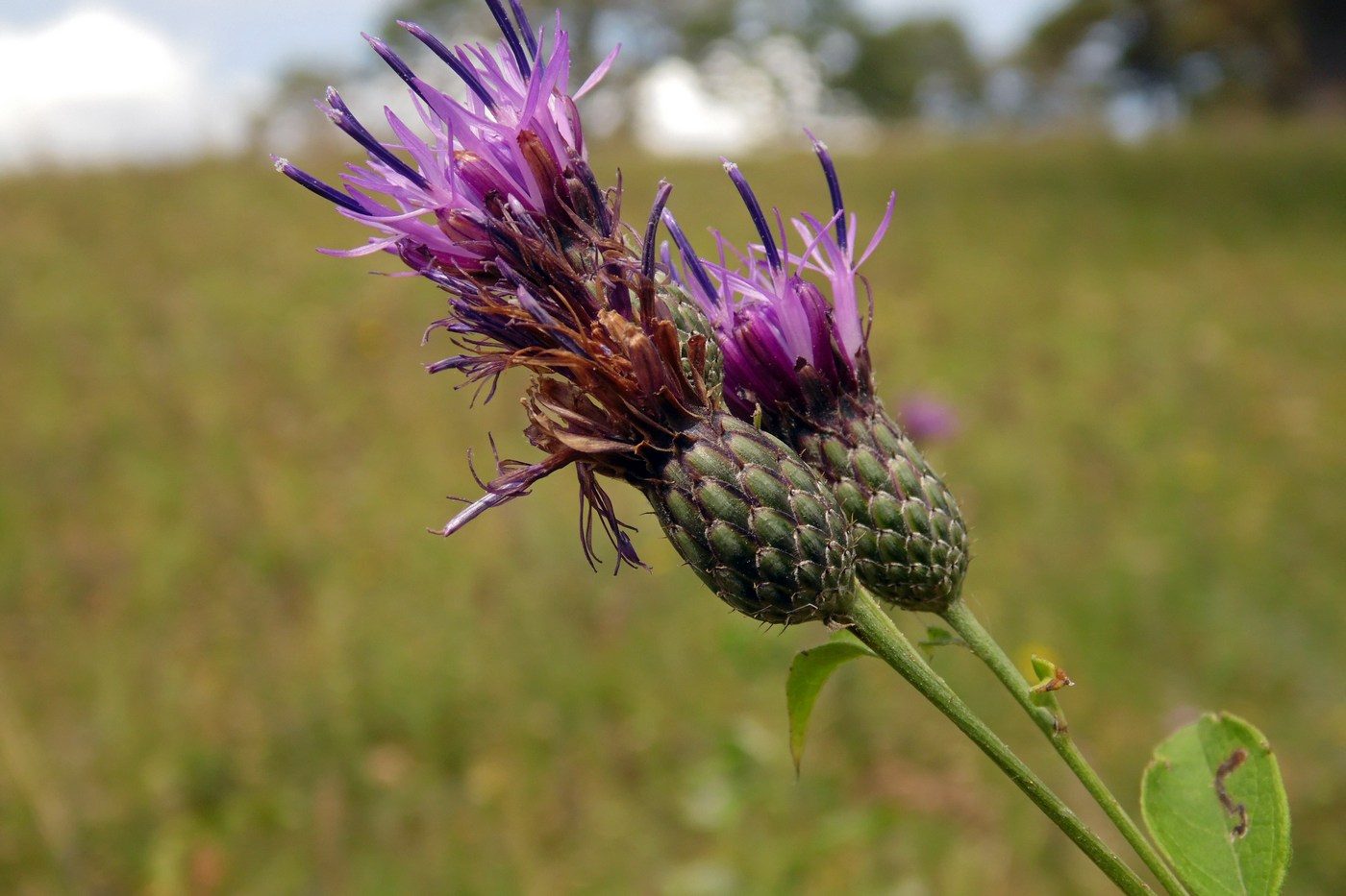 Image of Klasea quinquefolia specimen.