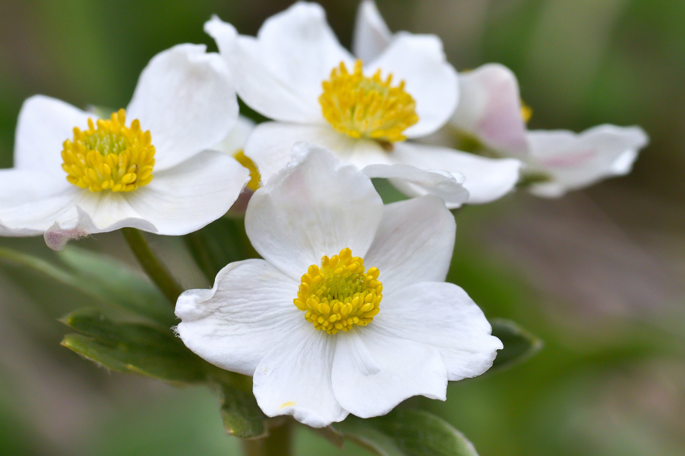 Изображение особи Anemonastrum protractum.