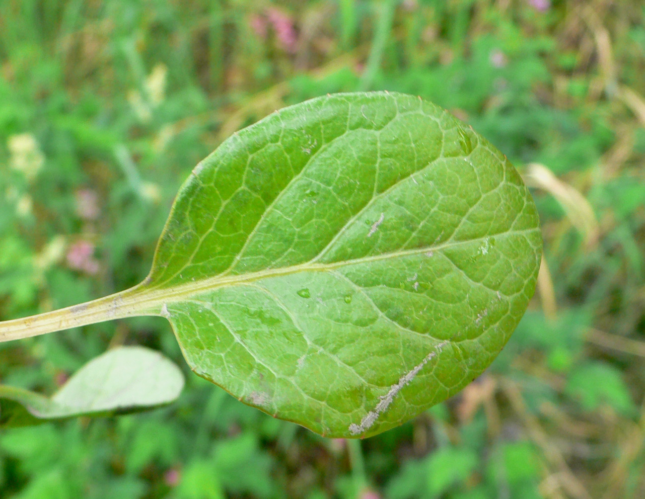 Image of Pyrola incarnata specimen.