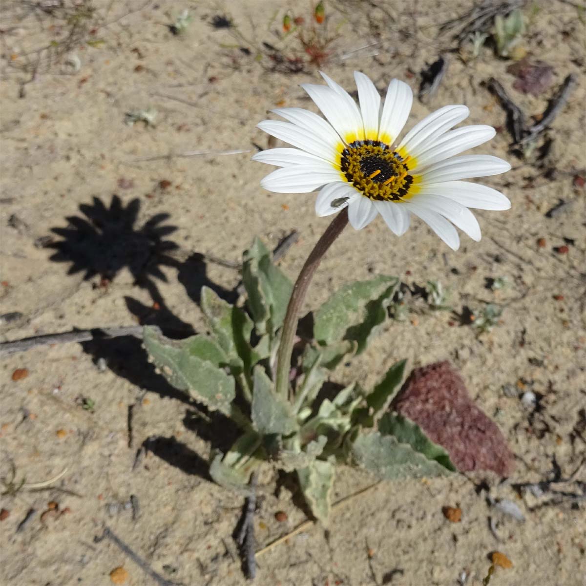 Image of Arctotis angustifolia specimen.