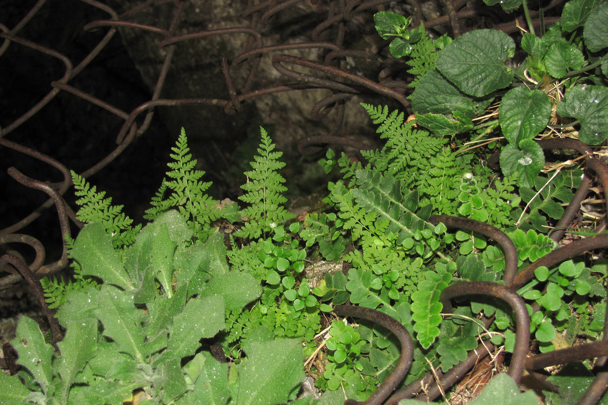 Изображение особи Cystopteris fragilis.