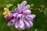 Hibiscus syriacus. Цветок и бутоны (махровая форма). Крым, пос. Партенит, парк \"Айвазовское\". 23.09.2018.