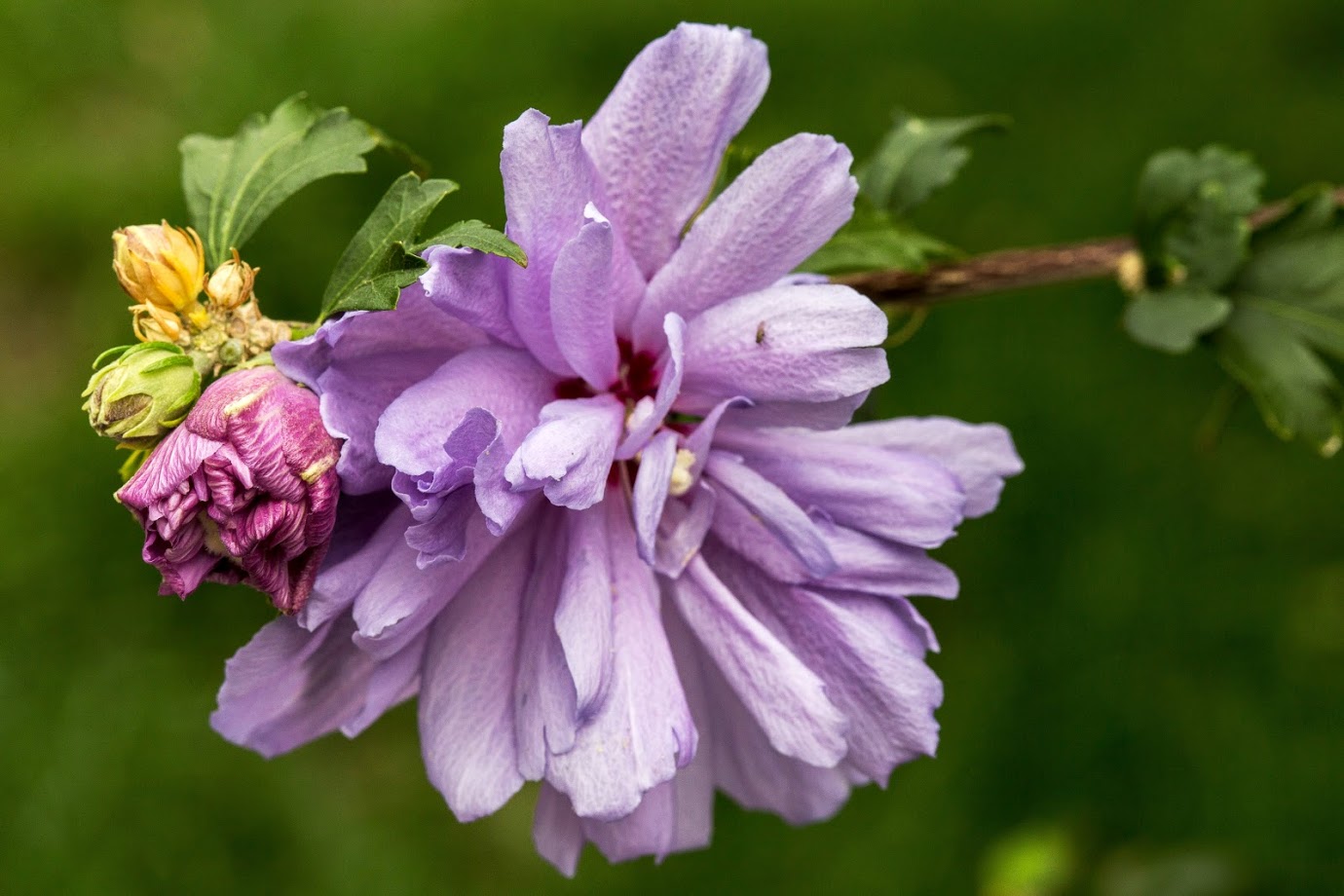 Изображение особи Hibiscus syriacus.