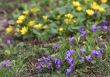 genus Viola