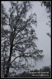 Betula pendula. Крона в снегу. Подмосковье. 30.10.2006.