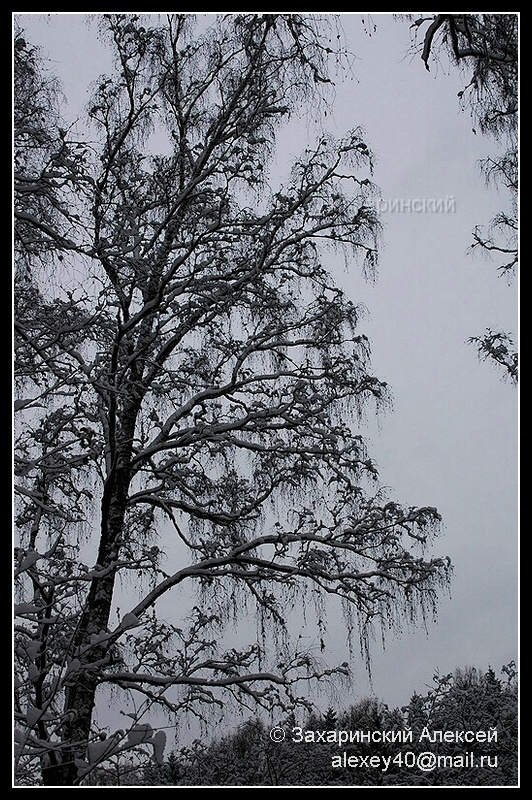 Image of Betula pendula specimen.