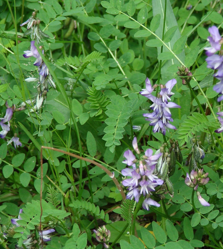 Image of Astragalus alpinus specimen.