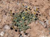 Richteria pyrethroides
