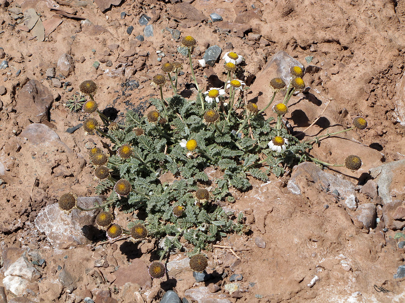 Image of Richteria pyrethroides specimen.