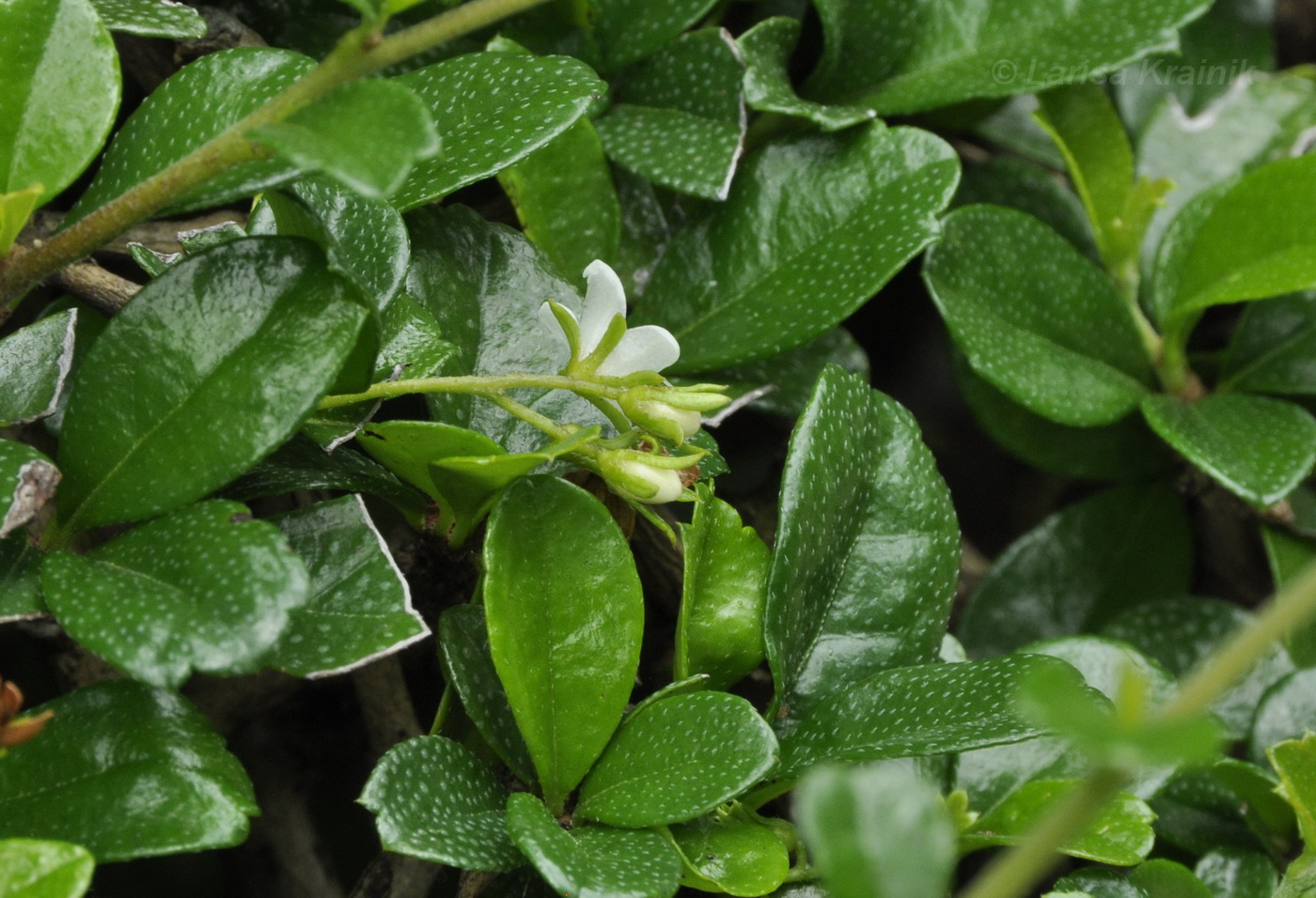 Изображение особи Ehretia microphylla.