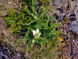 Gentiana algida. Цветущее растение среди ветвей Rhododendron aureum. Красноярский край, Ермаковский р-н, природный парк \"Ергаки\", гора Птица, ≈ 2100 м н.у.м., каменистый склон. 17.07.2018.