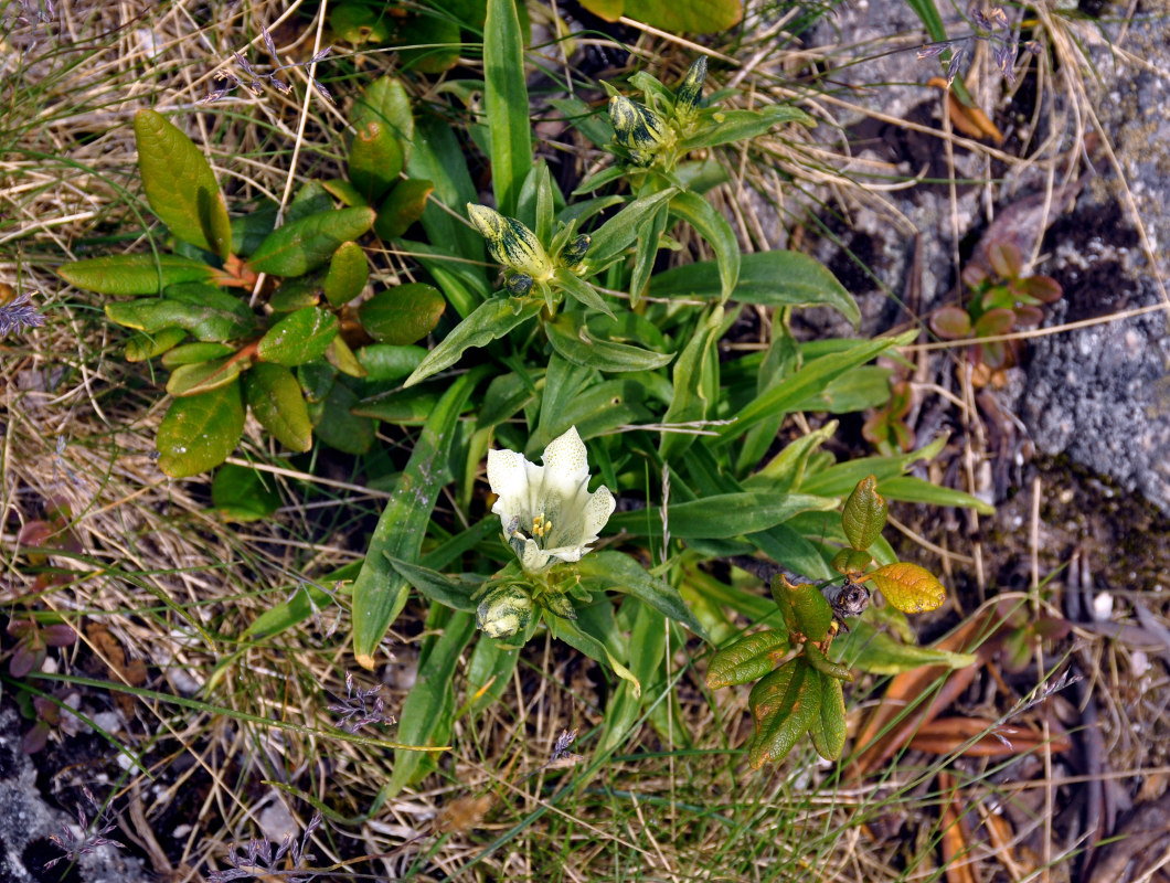 Изображение особи Gentiana algida.