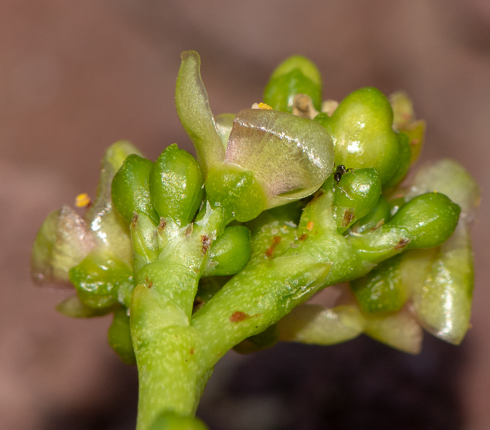 Image of Alluaudia ascendens specimen.