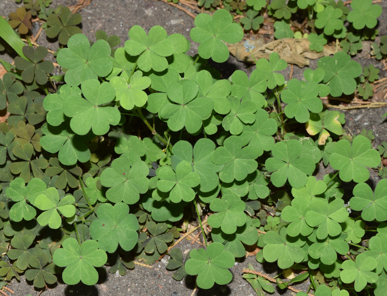 Изображение особи Oxalis corniculata.