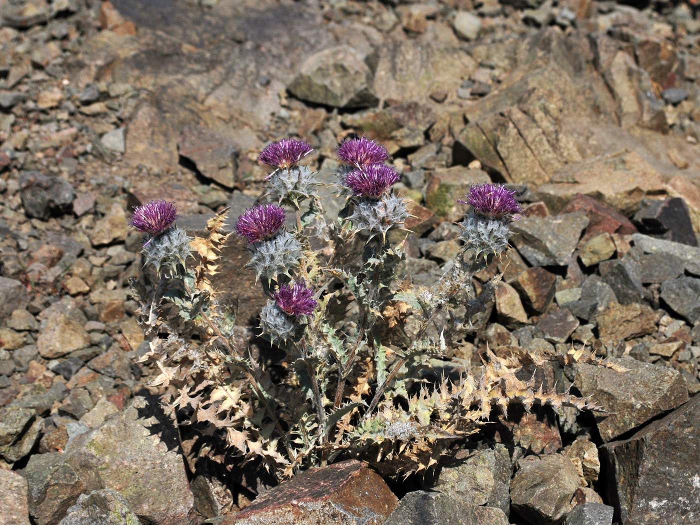 Image of Cousinia tianschanica specimen.