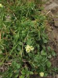 Galium bellatulum. Цветущие и плодоносящие растения. Украина, Закарпатская обл., Раховский р-н, хр. Свидовец, ≈ 1800 м н.у.м. (locus classicus), скальное обнажение. 27 августа 2008 г.