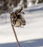 Crepis sibirica. Прошлогоднее соплодие. Башкортостан, Белорецкий р-н, Сосновский сельсовет, с. Рысакаево, хр. Уралтау, склон горы Арвякрязь (1068 м н. у. м.), разреженный берёзово-осиновый лес, ≈ 850 м н.у.м. 8 марта 2019 г.
